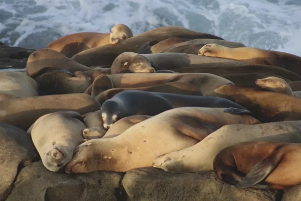 Sleepy Sea Lions thumbnail