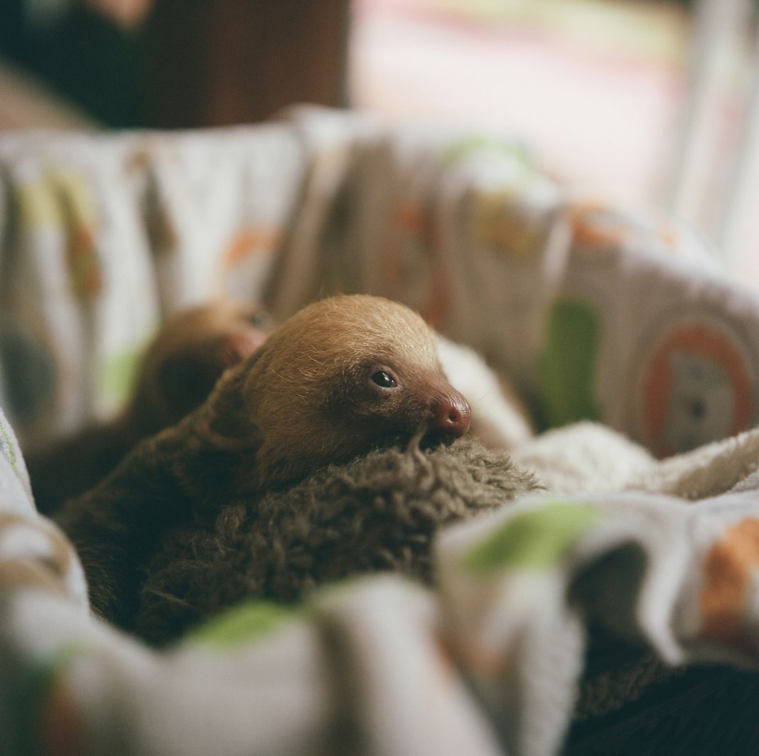 baby two-toed sloth