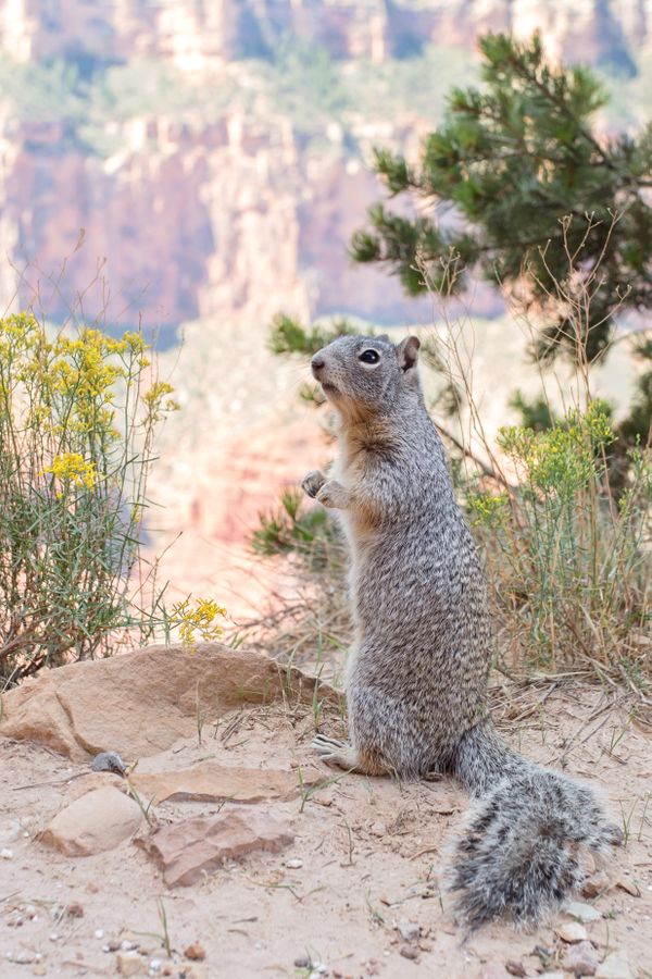 A Rock Squirrel begs for food in the Grand Canyon. thumbnail