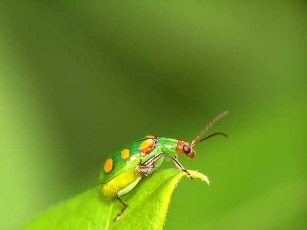 When rains come, this curcurbit beetle is most definitely not looking for love.