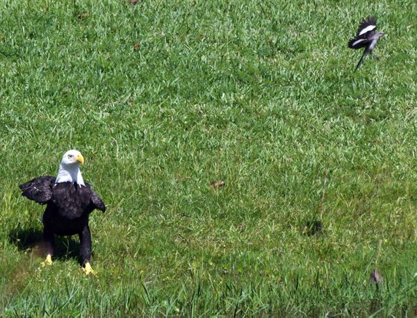 This irate Bald Eagle is annoyed by the fluttering Mocokingbird. thumbnail