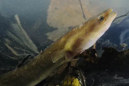 A critically endangered European eel. 