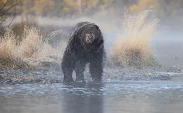 Grizzly cub shakes off water after fishing in lifting fog. thumbnail