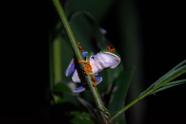 Red-eyed tree frog thumbnail