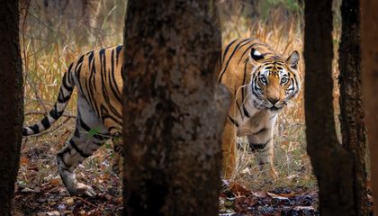 Learning to Live Beside Endangered Tigers May Be the Key to Saving Them