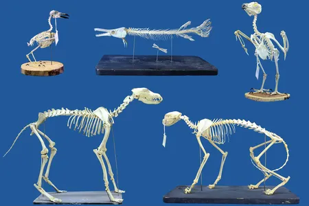 Researchers tested the superworms' skeleton-cleaning abilities by letting them loose on a variety of animal skeletons, including those of a rook, an alligator gar, a Eurasian eagle owl, a gray wolf and a wild cat.