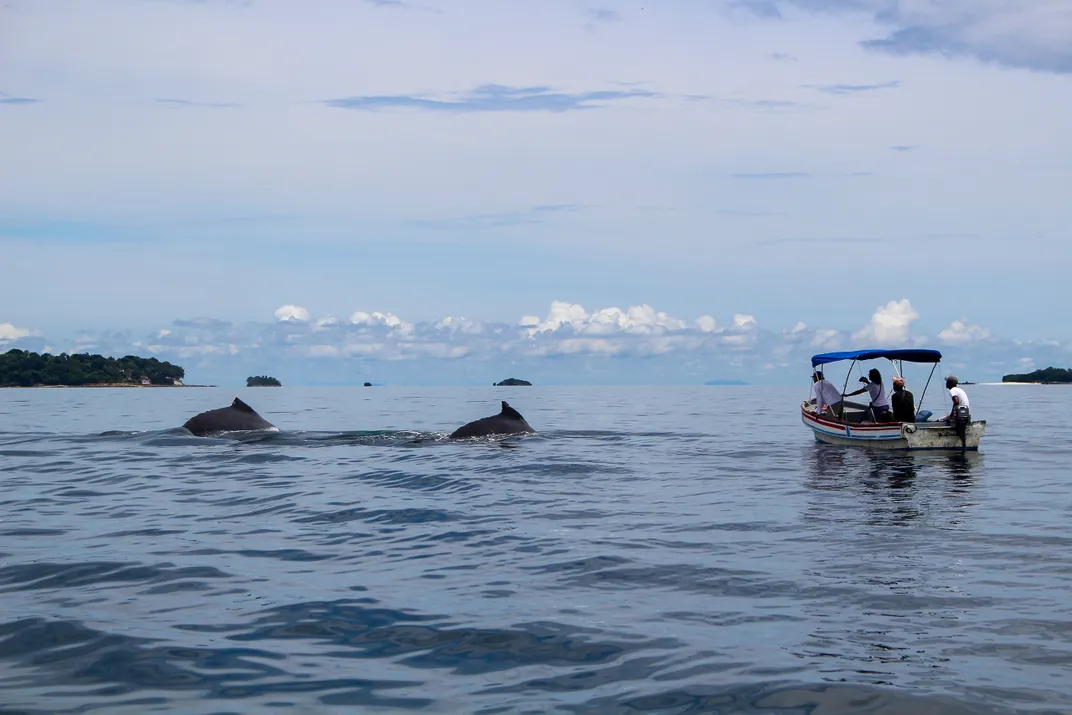 Tour Boat Blocking Whales