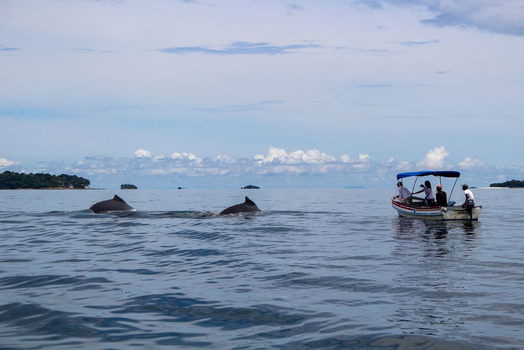 Tour Boat Blocking Whales