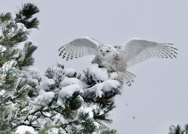 Snowy Owl landing on a Pine Tree in the middle of a snowstorm. thumbnail