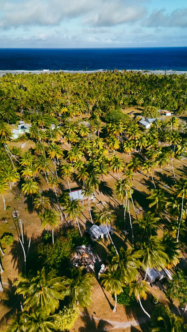 Palm Tree Forest thumbnail