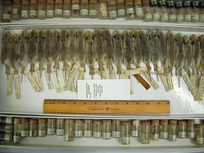 Museum collections can help public health officials identify new diseases, learn their origins, and determine how to best stop them.