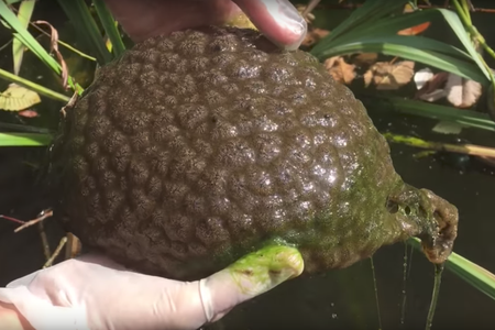 It's a blob! It's a brain! It's a bryozoan!