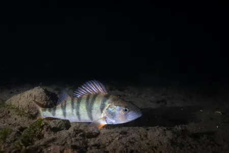 In recent years, the European perch (Perca fluviatilis) population has been steadily declining due to the combined impact of climate change, pollution and overfishing.