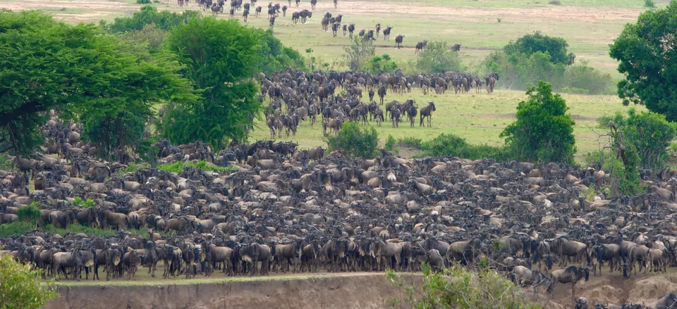 Wildebeest herd during the Great Migration 