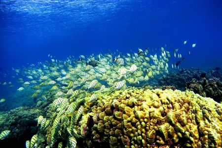 A coral reef in&nbsp;Honolulu, Hawaii. Half of global coral coverage has disappeared since the 1950s.