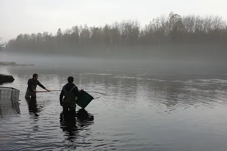Researchers Daniel Cerveny and Marcus Michelangeli collecting salmon from the Dal River in Sweden.