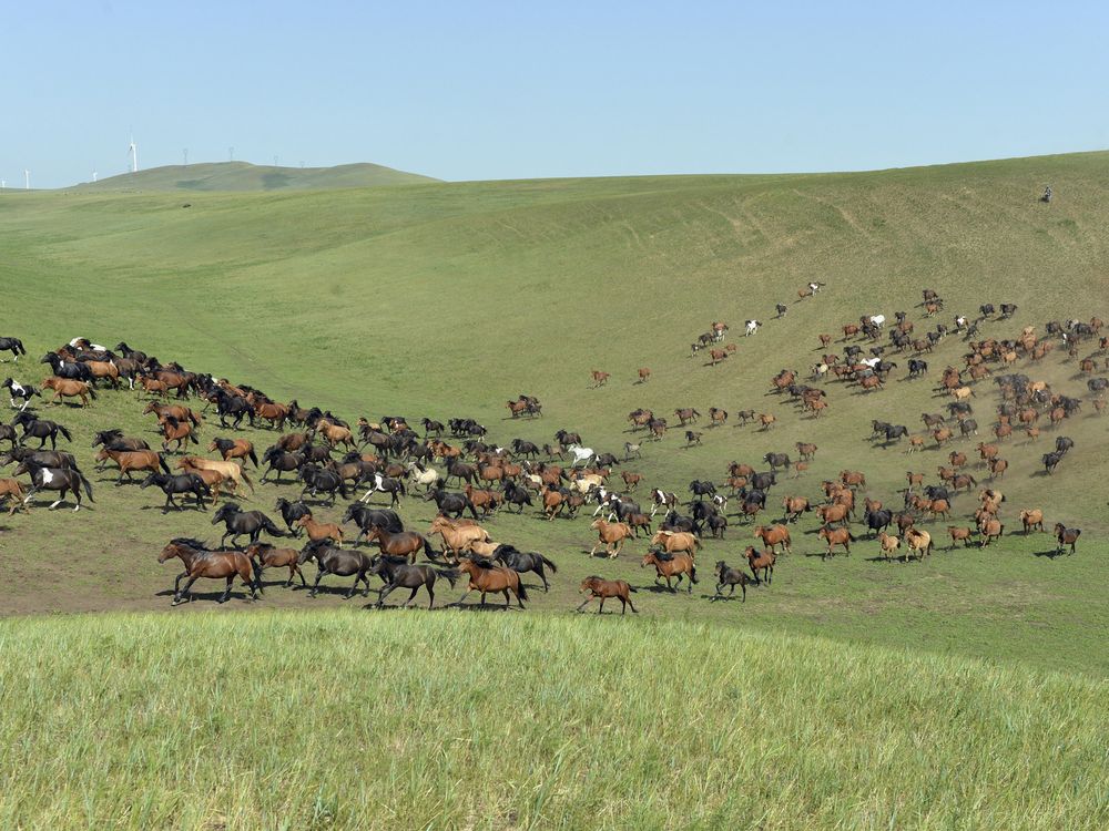 Mongolia Horses