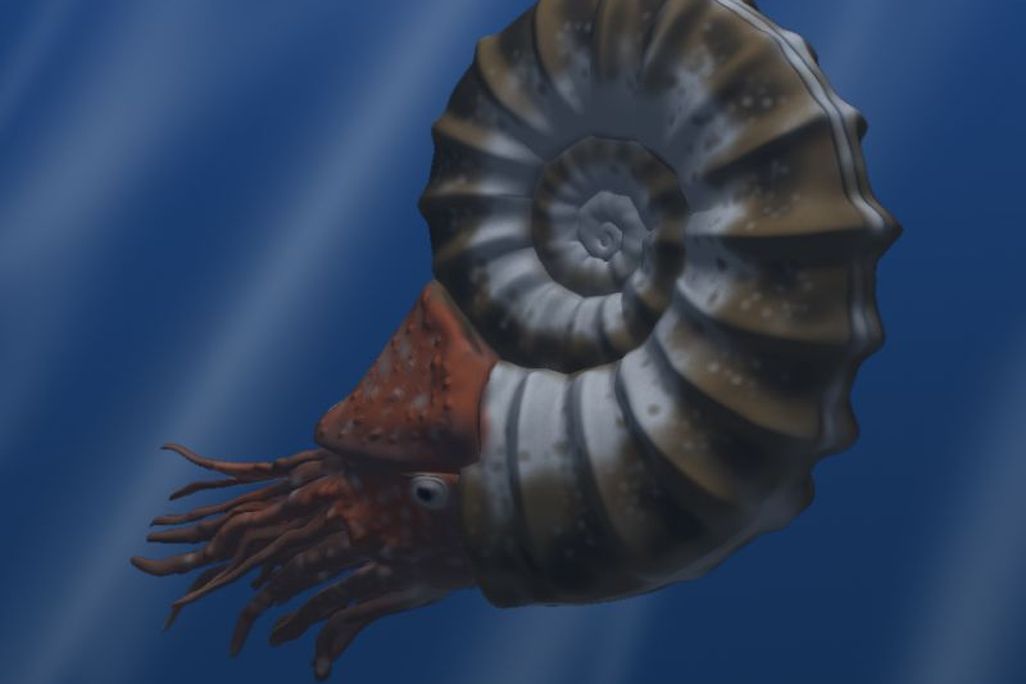 Ammonoid