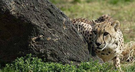 The National Zoo’s senior female cheetah, Tumai, died last night.