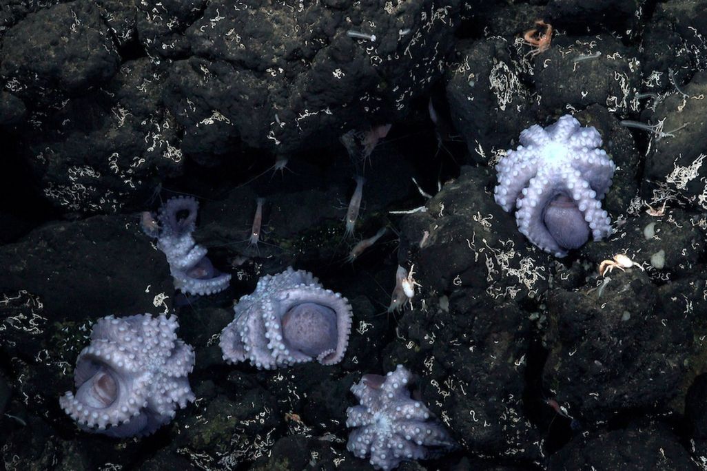 octopuses with their tentacles out, attached to rocky outcrops