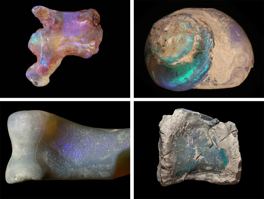Opal Fossils 