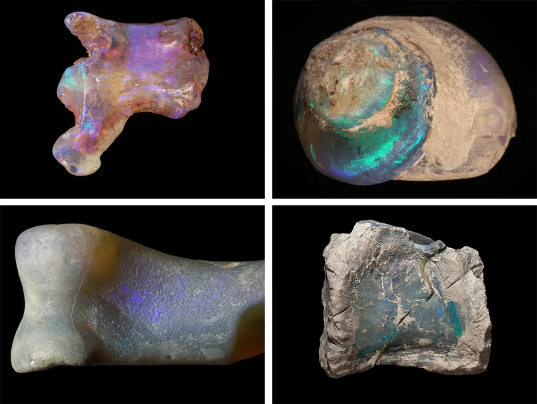 and Miners Team Up Preserve Opalized Fossils | Science | Smithsonian