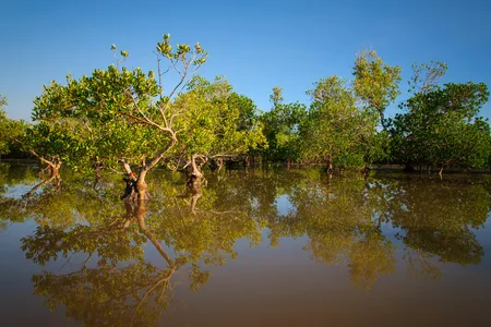 Mangroves are rich and biodiverse coastal ecosystems that flood and emerge with the tides. Now villagers are burning these trees to better their lives. 
