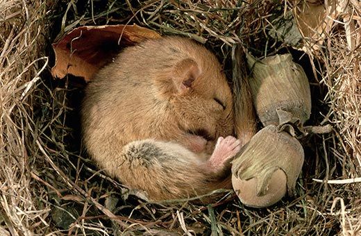 Nestling in burrows, tree holes or caves conserves energy and may buffer these species against environmental change