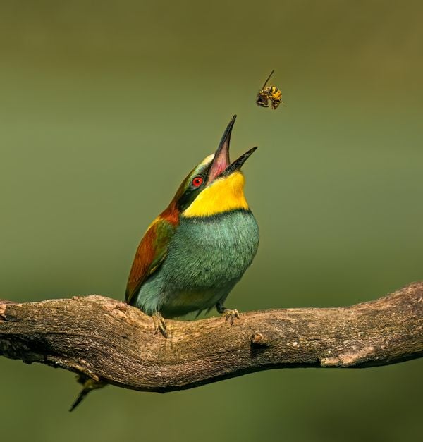 A Bee Eater catching a Bee thumbnail