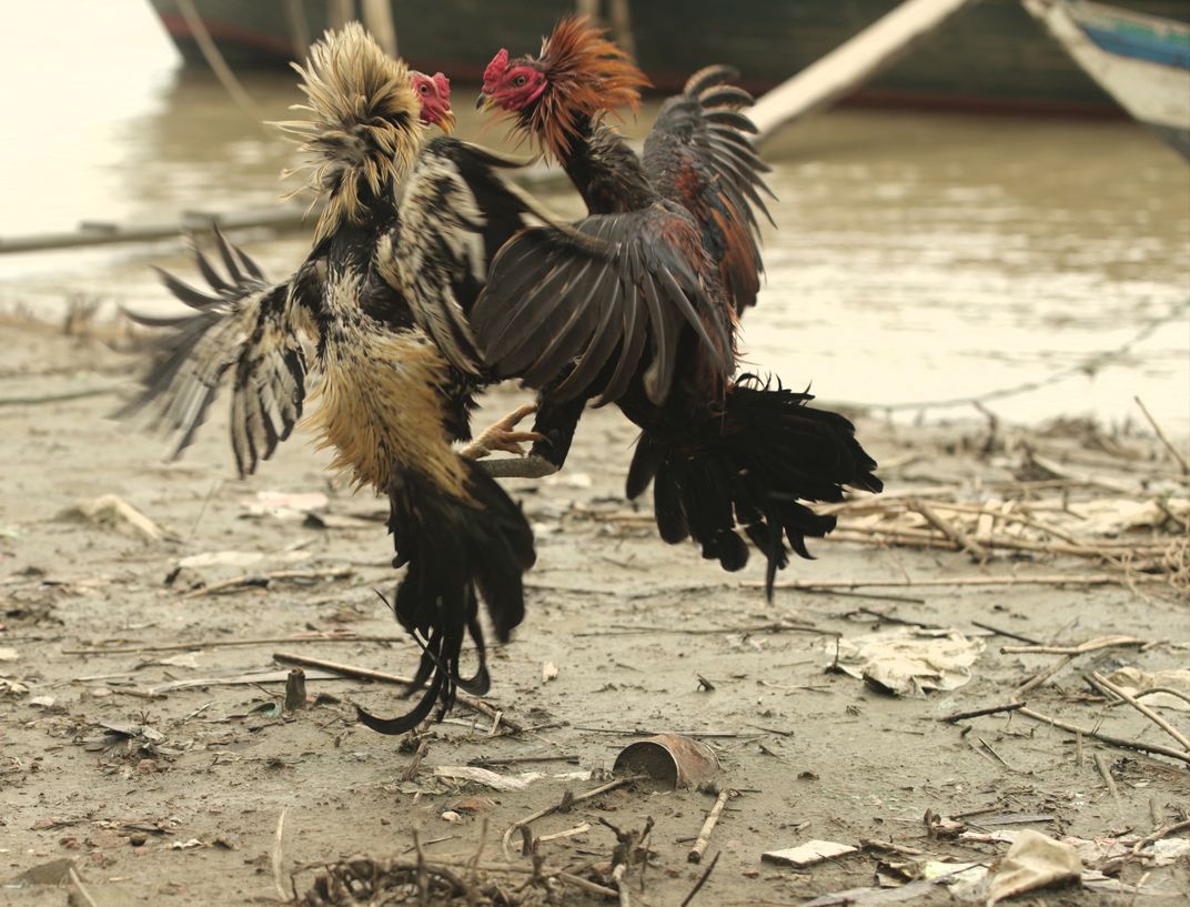 Fight Cock Smithsonian Photo Contest Smithsonian Magazine