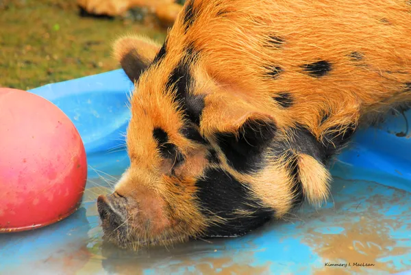 Pig Drinking Water thumbnail