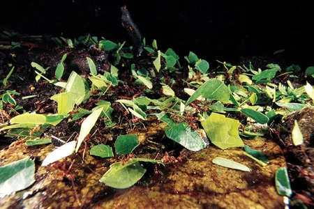 When scouts discover a suitable plant near their nest, they leave a pheromone, or chemical, trail, to efficiently guide legions of worker ants to it. The workers soon stream back to the nest in six-inch-wide columns bearing loads up to ten times their own weight.