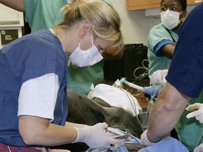 Dr. Murray operates on one of the Zoo’s gorillas.