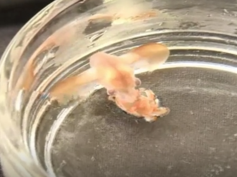 First Video Of Baby Dumbo Octopus Shows They Re Fully Formed From Birth Smart News Smithsonian Magazine
