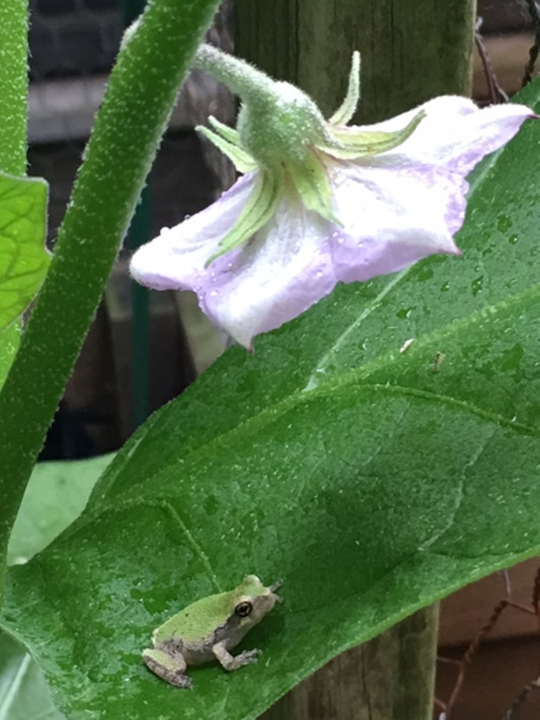 Tree frog under eggplant blossom Smithsonian Photo Contest