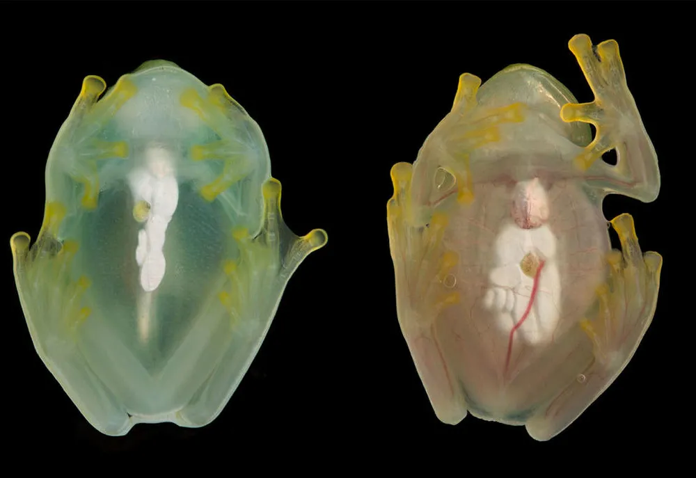 A transparent frog on the left. On the right, a frog with blood visible