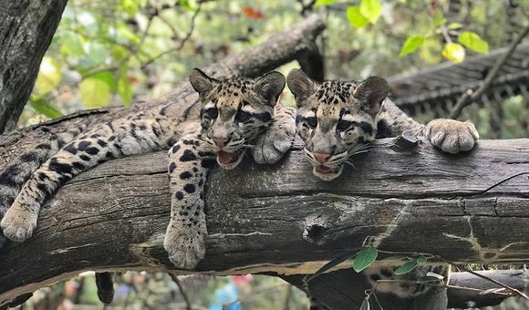 Clouded leopard cubs Jilian and Paitoon made their debut at the Smithsonian's National Zoo in September 2019.