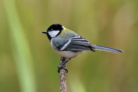Japanese tits have previously been observed combining different calls into phrases to convey meanings. The birds may also use their wings to signal to their partner that they should enter the nest first.