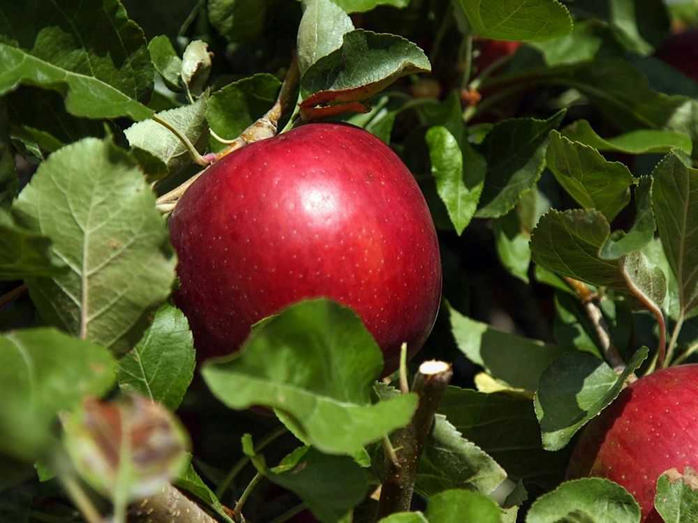 Cosmic Crisp finds increasing traction among apple varieties