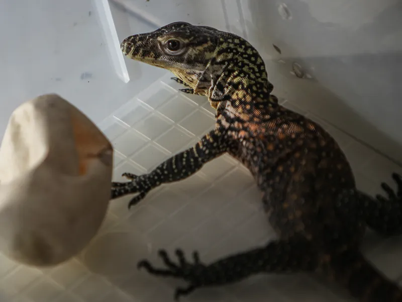 Baby Komodo Dragon | Smithsonian Photo Contest | Smithsonian Magazine