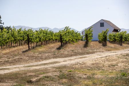 A vineyard in central California that had been irrigated with PFAS-contaminated well water from firefighting foam used for years at a nearby airport.