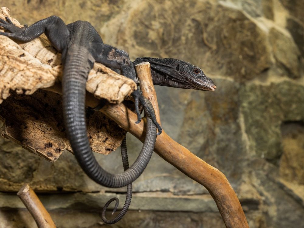 Black tree monitor (lizard) with dark coloration, an elongated body and a long, slender tail rests on a branch