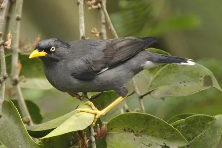 The Javan myna is critically endangered in its natural Indonesian habitat, but exploding populations in Singapore have made it a nuisance there.