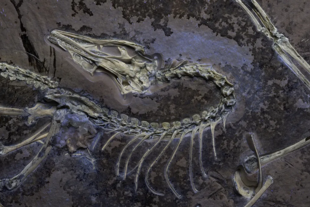 The Chicago Archaeopteryx under UV light to show soft tissues alongside the skeleton.