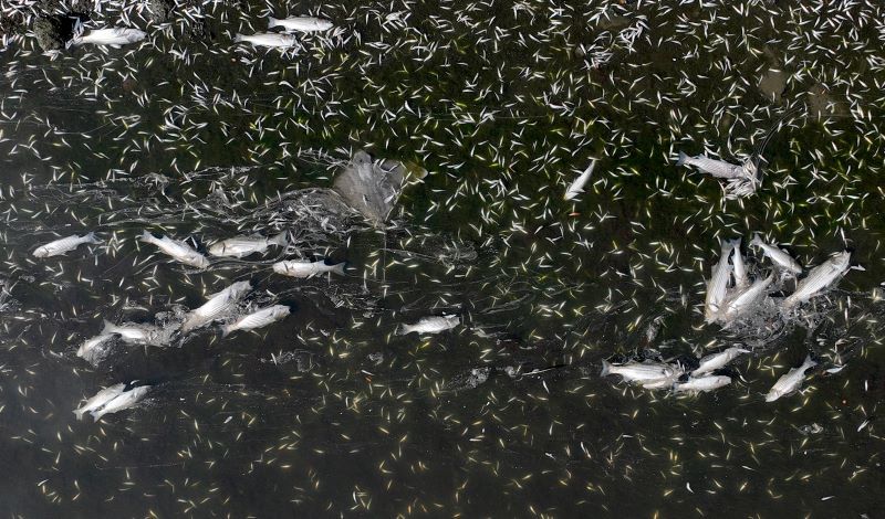 Lots of dead fish and a dead ray