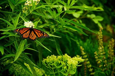 A monarch feasting on milkweed.