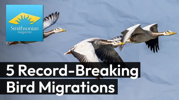 Preview thumbnail for 5 Record-Breaking Bird Migrations