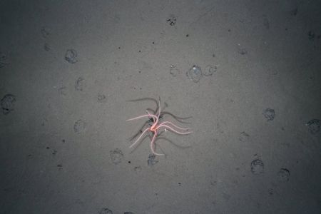 A deep-sea starfish attached to what is called a polymetallic nodule. These nodules are being targeted by the burgeoning deep-sea mining industry for their mixture of valuable metals including manganese, cobalt, copper and nickel.