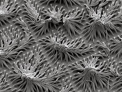 Polymer fronds and spheres