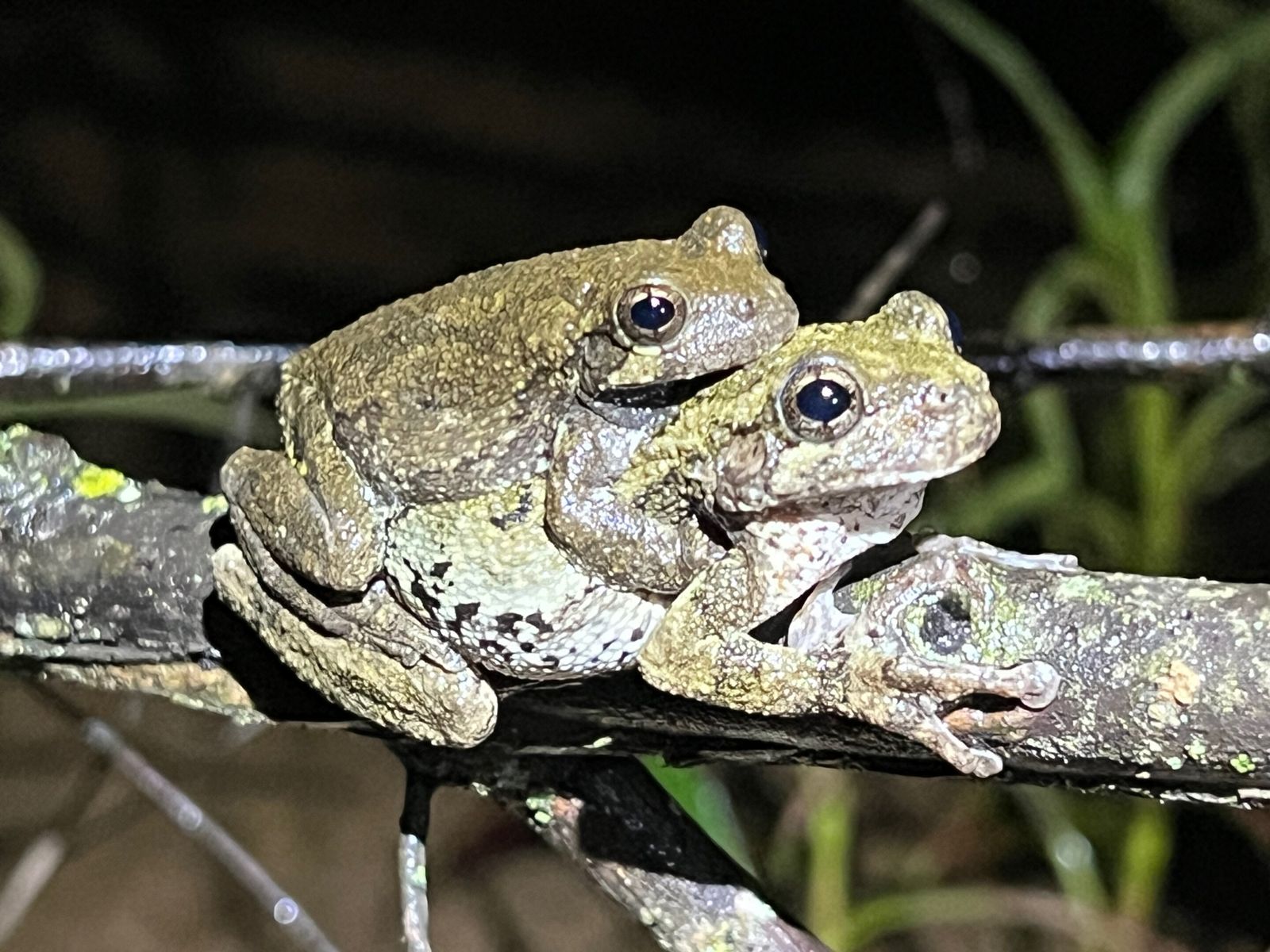 Female Treefrogs Experience 'Choice Overload' Amid Too Many Mating Calls From Males